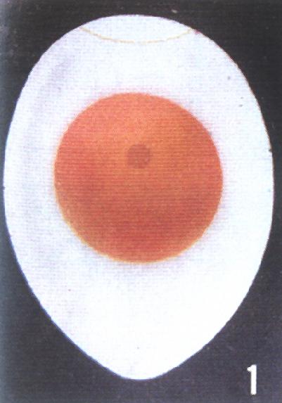 禽胚发育参考图1孵化机
